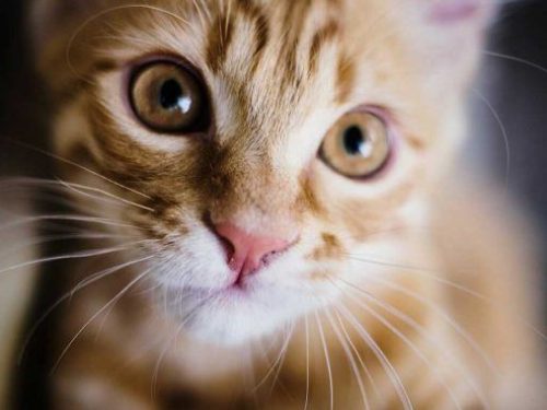Gatito