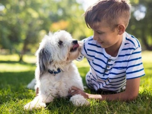 Perrito