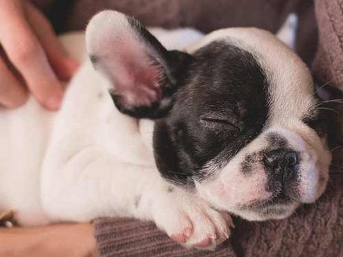Perrito